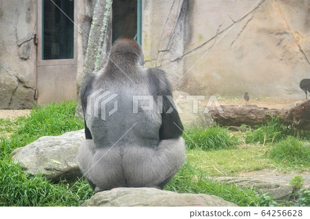 大猩猩後視圖 64256628
