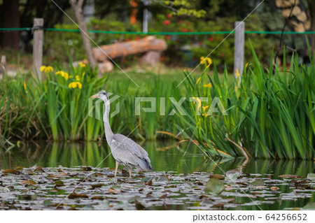 Heron Heron 64256652