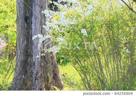 Flower of a sagebird Flower of a sagebird 64256804