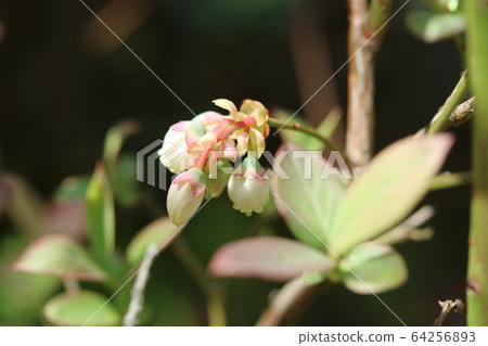 藍莓花和芽 64256893