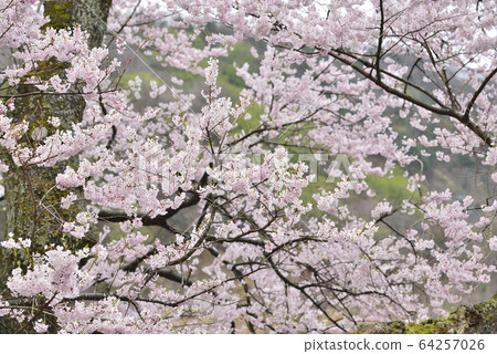 [滋賀縣高島市]清水櫻花 64257026