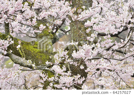 [Takashima City, Shiga Prefecture] Cherry blossoms in Shimizu 64257027