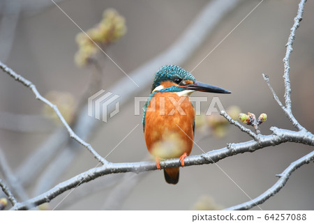 Kingfisher 3525 Kingfisher 3525 64257088