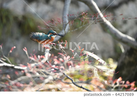 Kingfisher 3646 Kingfisher 3646 64257089