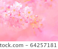 Cherry Blossoms	 64257181