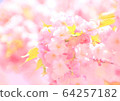 Cherry Blossoms	 64257182