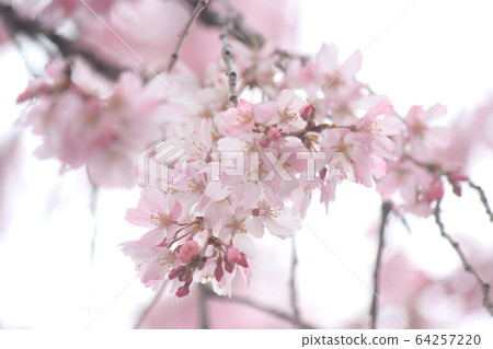Drooping cherry tree 64257220