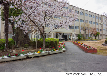 櫻花和小學大門 64257230