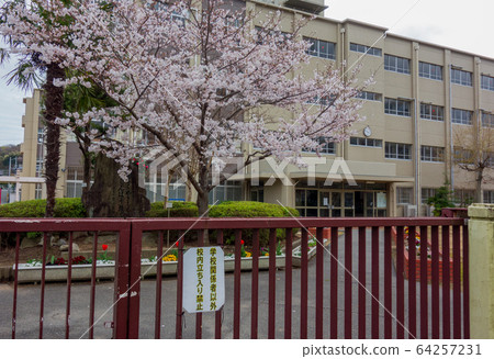 櫻花和小學大門 64257231