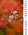 Constant cherry blossoms 64257451
