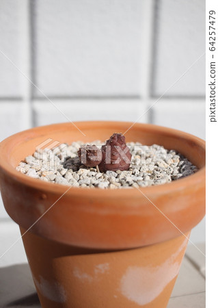 Kennediana，多肉植物 64257479