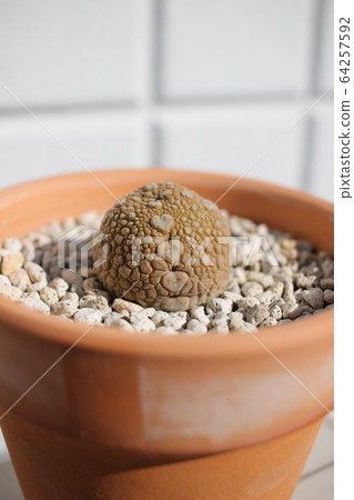 Succulent plant Miguiltinus Migiultinus Pseudolithos Succulent plant Miguiltinus Migiultinus Pseudolithos 64257592