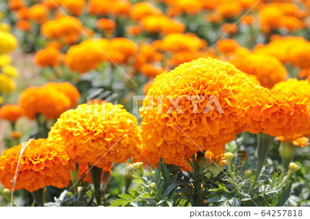 萬壽菊 64257818