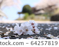 櫻桃樹 64257819