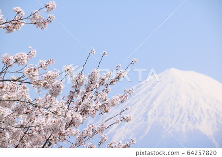 櫻花和富士山 櫻花和富士山 64257820