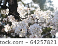 櫻花和太陽葉 64257821