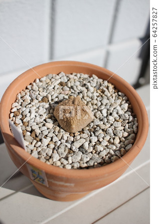 肉質植物Kubiforme Pseudolithos 肉質植物Kubiforme Pseudolithos 64257827