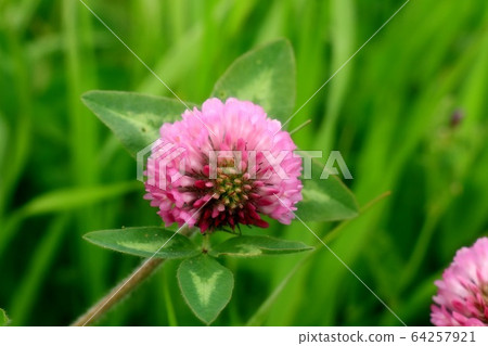  Spring wildflowers: Red clover: on the banks of a riverbed 64257921