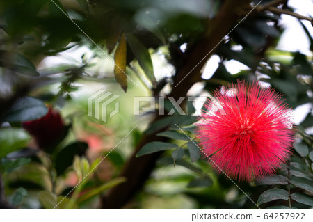 朱纓花 64257922