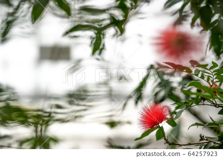 Ohbenigokan 64257923