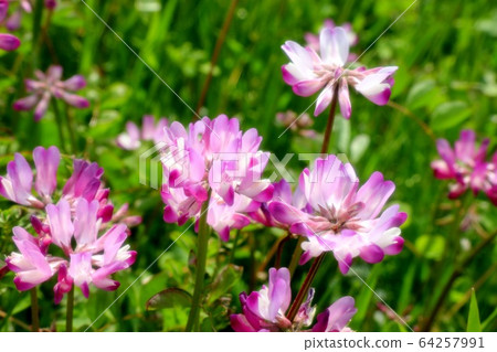 Spring field flowers: Astragalus: Riverbed rice fields Spring field flowers: Astragalus: Riverbed rice fields 64257991