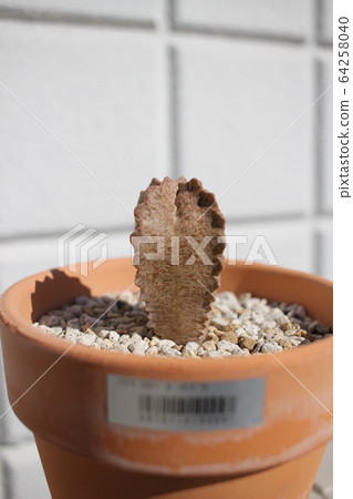 肉質植物倉藏白Sloanea 64258040