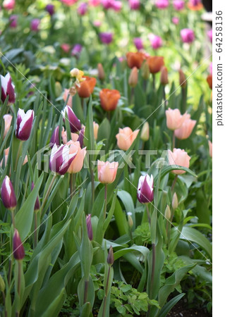 春天的花園裡盛開的可愛花 春天的花園裡盛開的可愛花 64258136