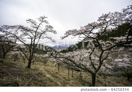 櫻桃樹 櫻桃樹 64258354