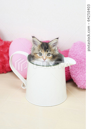 緬因州小貓在水罐裡 64258403