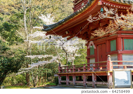 Cherry blossoms Kobe, Taizanji, Triple tower Cherry blossoms Kobe, Taizanji, Triple tower 64258499