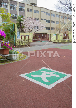 Sakura and elementary school gate 64258534