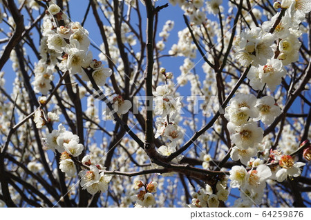 Plum blossom full bloom sunny Plum blossom full bloom sunny 64259876