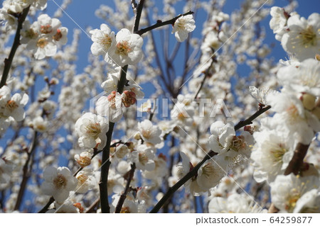 Plum blossom full bloom sunny Plum blossom full bloom sunny 64259877