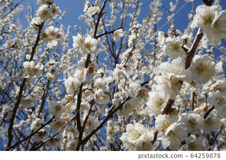 Plum blossom full bloom sunny 64259878