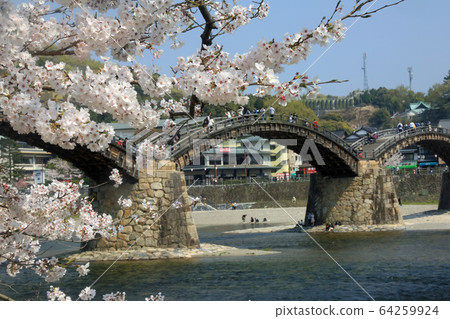 Kintai Bridge Sakura 64259924