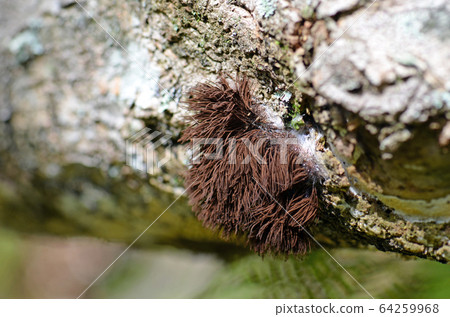 Tall brown sporangia of the Chocolate Tube Slime Mold Stemonitis, family Stemonitidaceae, class Myxomycetes, growing on a rotting log in temperate rainforest, Royal National Park, NSW, Australia 64259968