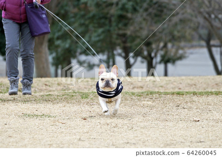 法國鬥牛犬 64260045