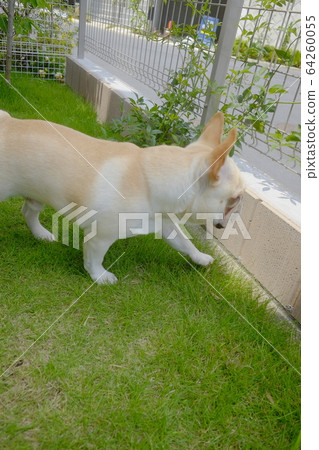 French bulldog 64260055