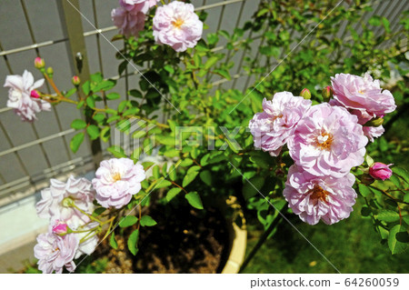 French bulldog 64260059