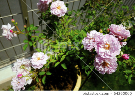 法國鬥牛犬 64260060