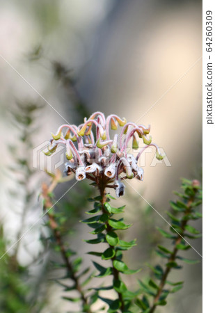 Australian native Grevillea buxifolia flower, family Proteaceae, Royal National Park, NSW, Australia. Shallow depth of field. Commonly known as the Grey Spider Flower or Box-leaved Grevillea. Australian native Grevillea buxifolia flower, family Proteaceae, Royal National Park, NSW, Australia. Shallow depth of field. Commonly known as the Grey Spider Flower or Box-leaved Grevillea. 64260309