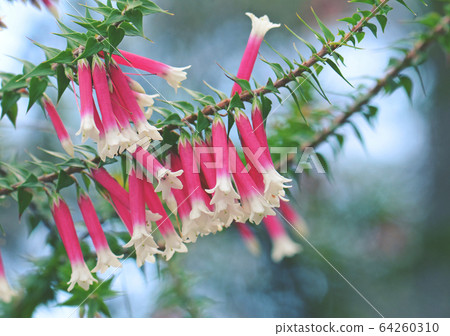 Pink, red and white bell-shaped flowers of the Australian Fuchsia Heath, Epacris longiflora, family Ericaceae, Royal National Park, NSW, Australia.  64260310