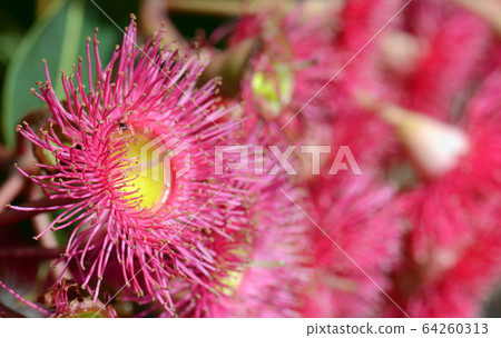 Close up of a red flowering gum tree blossom, Corymbia ficifolia variety, Family Myrtaceae. Endemic to south west coast of Western Australia. Shallow depth of field 64260313