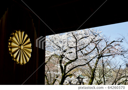 [Tokyo] Spring Yasukuni Shrine (Chrysanthemum crest and cherry blossoms) 64260370
