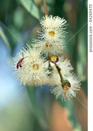 Long-nosed Lycid Beetle, Porrostoma rhipidium, Lycidae, feeding on the blossom nectar of the yellow bloodwood Corymbia leichhardtii, family Myrtaceae. 64260470