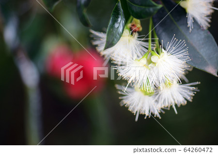 White flowers of the Australian native rainforest Red Apple Lilly Pilly, Syzygium ingens, family Myrtaceae. Evergreen tree endemic to NSW and Queensland. Formerly called Acmena ingens. White flowers of the Australian native rainforest Red Apple Lilly Pilly, Syzygium ingens, family Myrtaceae. Evergreen tree endemic to NSW and Queensland. Formerly called Acmena ingens. 64260472