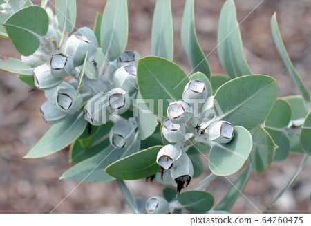 Foliage and gum nuts of the Australian native Tallerack, Eucalyptus pleurocarpa, formerly Eucalyptus tetragona, family Myrtaceae. Common name is Tallerack. Endemic to Western Australia 64260475