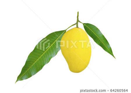 Ripe mangoes and green leaves isolated on a white 64260564