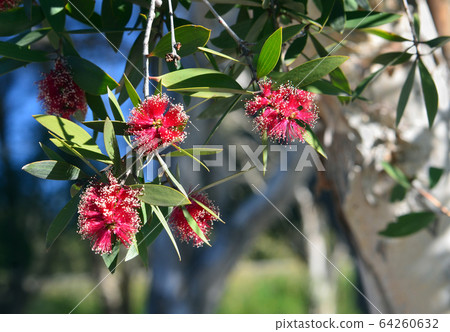 Red flowers and white bark of the Broad-leaved Paperbark, Melaleuca viridiflora, family Myrtaceae. Native to tropical northern Australia and South east Asia. Red flowers and white bark of the Broad-leaved Paperbark, Melaleuca viridiflora, family Myrtaceae. Native to tropical northern Australia and South east Asia. 64260632