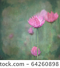 Vintage impressionist painterly style pink Australian Everlasting Daisy. Grunge textured effect. 64260898